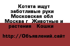 Котята ищут заботливые руки - Московская обл., Москва г. Животные и растения » Кошки   